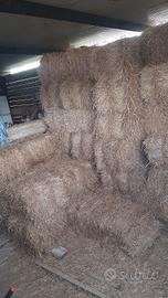 Prato naturale