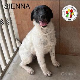 ADOZIONE SIENNA femmina meticcia tg. media/piccola