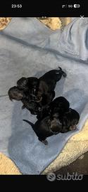 Cuccioli di rottweiler