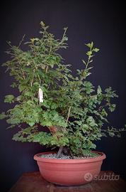 Biancospino (Crataegus monogyna)