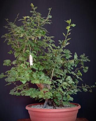 Biancospino (Crataegus monogyna)