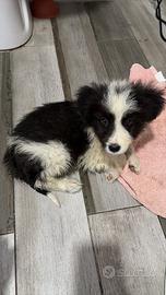 Cucciola di border collie