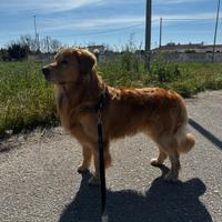 Golden retriver americano per accoppiamento