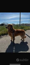 Golden retriver americano per accoppiamento