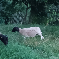 Maschio con orecchino bianco