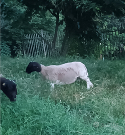 Maschio con orecchino bianco