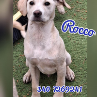 Rocco: cucciolo di 3 mesi taglia contenuta