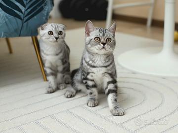 Gattini Scottish Fold e British shorthair