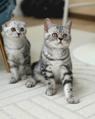 Gattini Scottish Fold e British shorthair