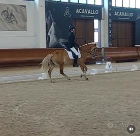 Cavalla da dressage e salto