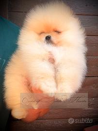 Spitz nano