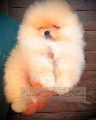 Spitz nano