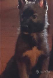 Husky femmina 3 mesi