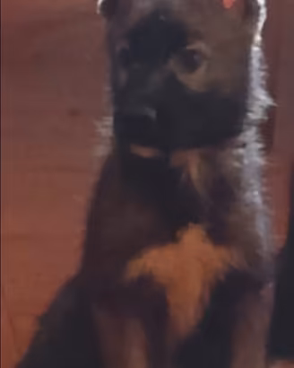 Husky femmina 3 mesi