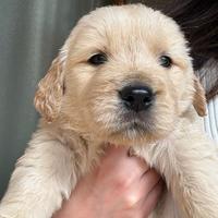 Cuccioli golden retriever americano 100%