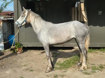 Puledra 3 anni da domare
