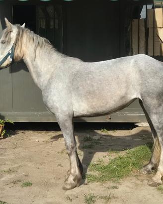 Puledra 3 anni da domare