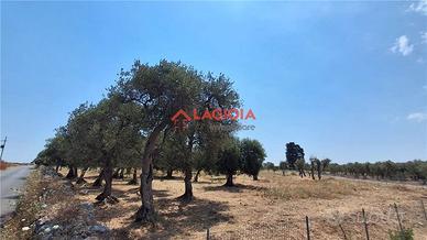 Terreno agricolo su strada comoda