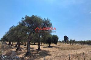 Terreno agricolo su strada comoda
