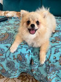 Spitz di Pomerania