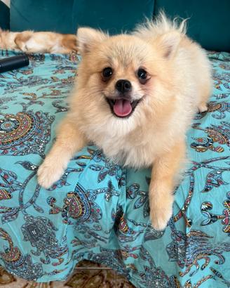 Spitz di Pomerania