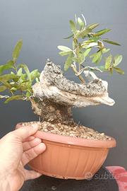 Bonsai