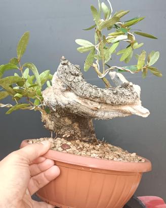 Bonsai
