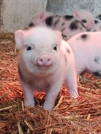 Minipig jiuliana