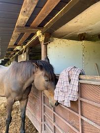 Cavallo purosangue castrone