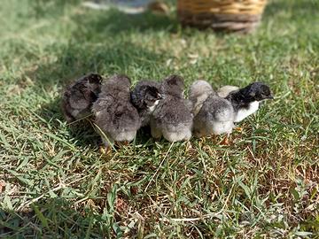 Pulcini araucana e olive egger