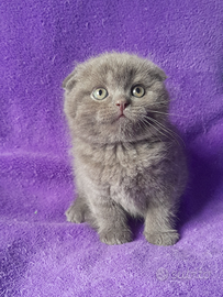 Cuccioli Scottish fold e Scottish straight