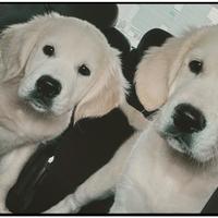 Cucciolo Golden Retriever