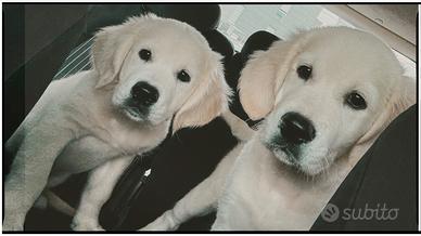 Cucciolo Golden Retriever