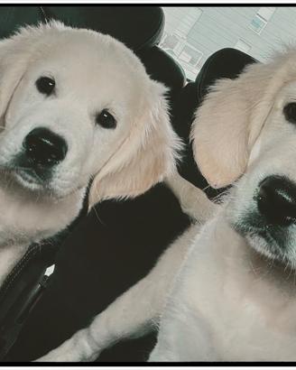 Cucciolo Golden Retriever