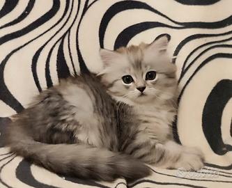 Cuccioli - Scottish Fold e Straight