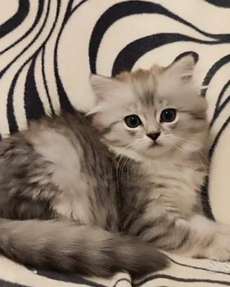 Cuccioli - Scottish Fold e Straight