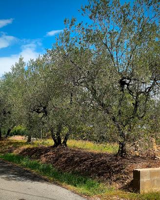 Olivi adulti toscani da espiantare