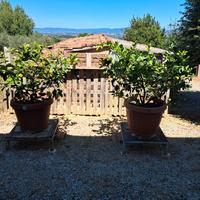 piante di limoni