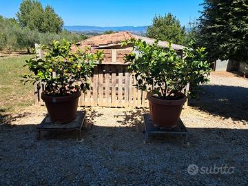 piante di limoni