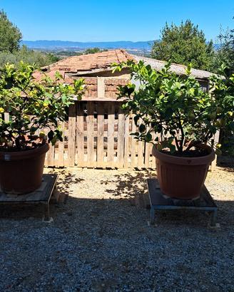 piante di limoni