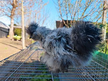 Moroseta blu grigio splash