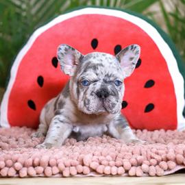 French Bulldog Big Rope cuccioli