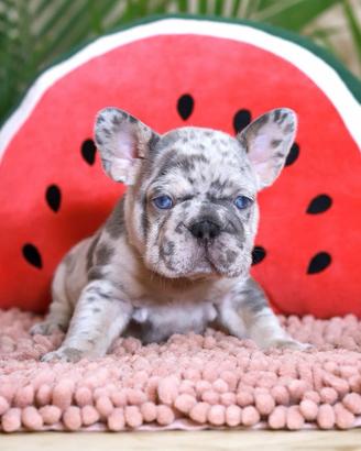 French Bulldog Big Rope cuccioli
