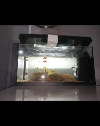Acquario 60lt
