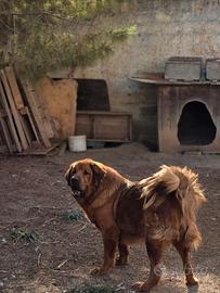 Pastore/ mastino tibetano femmina