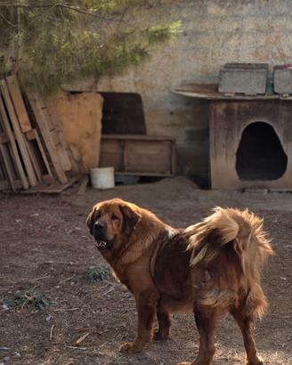 Pastore/ mastino tibetano femmina
