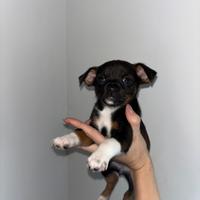 Pinscher chihuahua