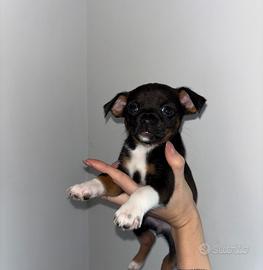 Pinscher chihuahua