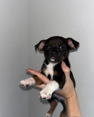 Pinscher chihuahua