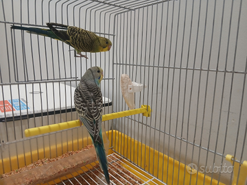 Pappagalli allevati a mano